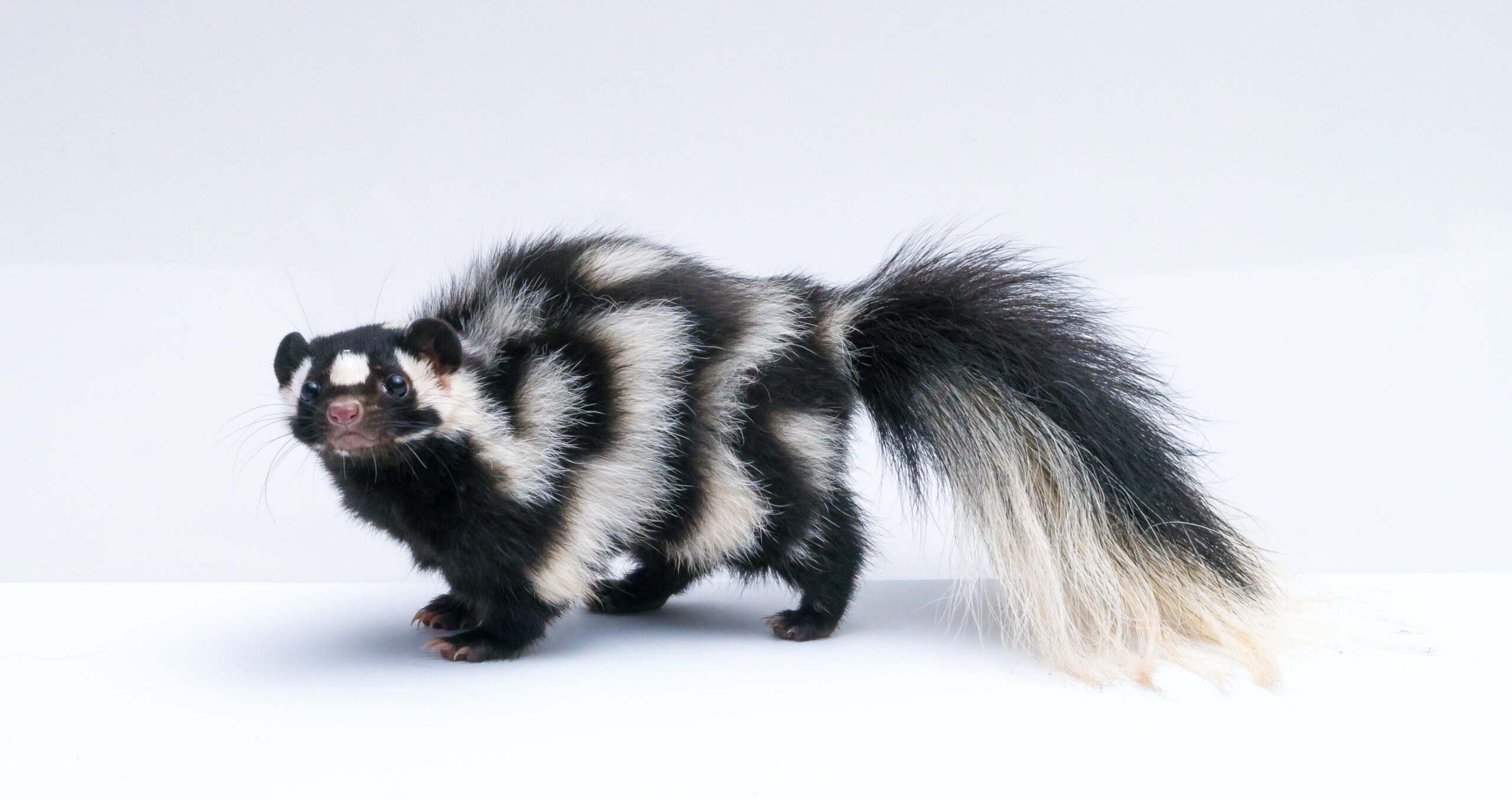 Introduction to the Skunk Animal Spirit!