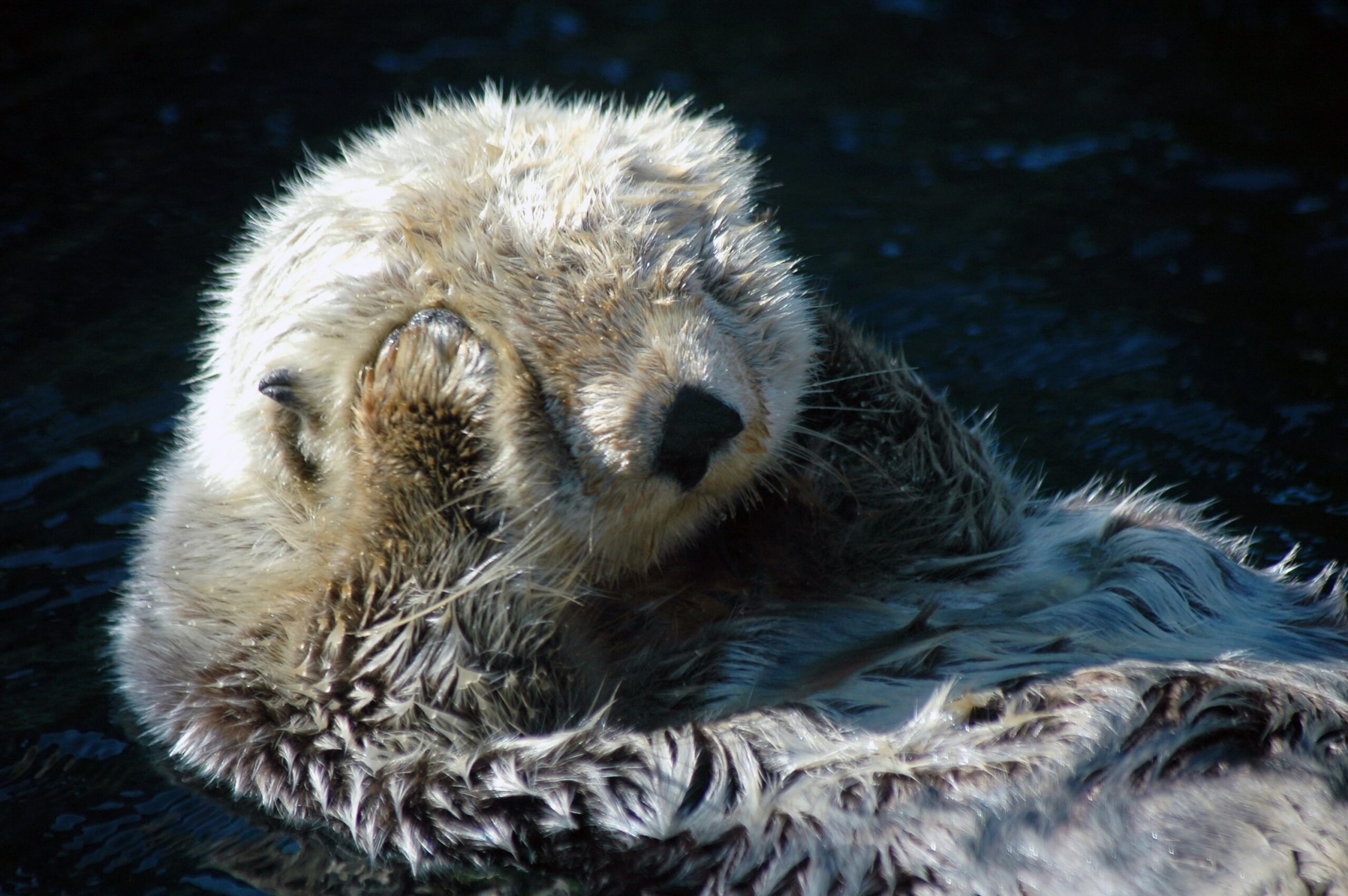 Introduction to the Otter Animal Spirit!