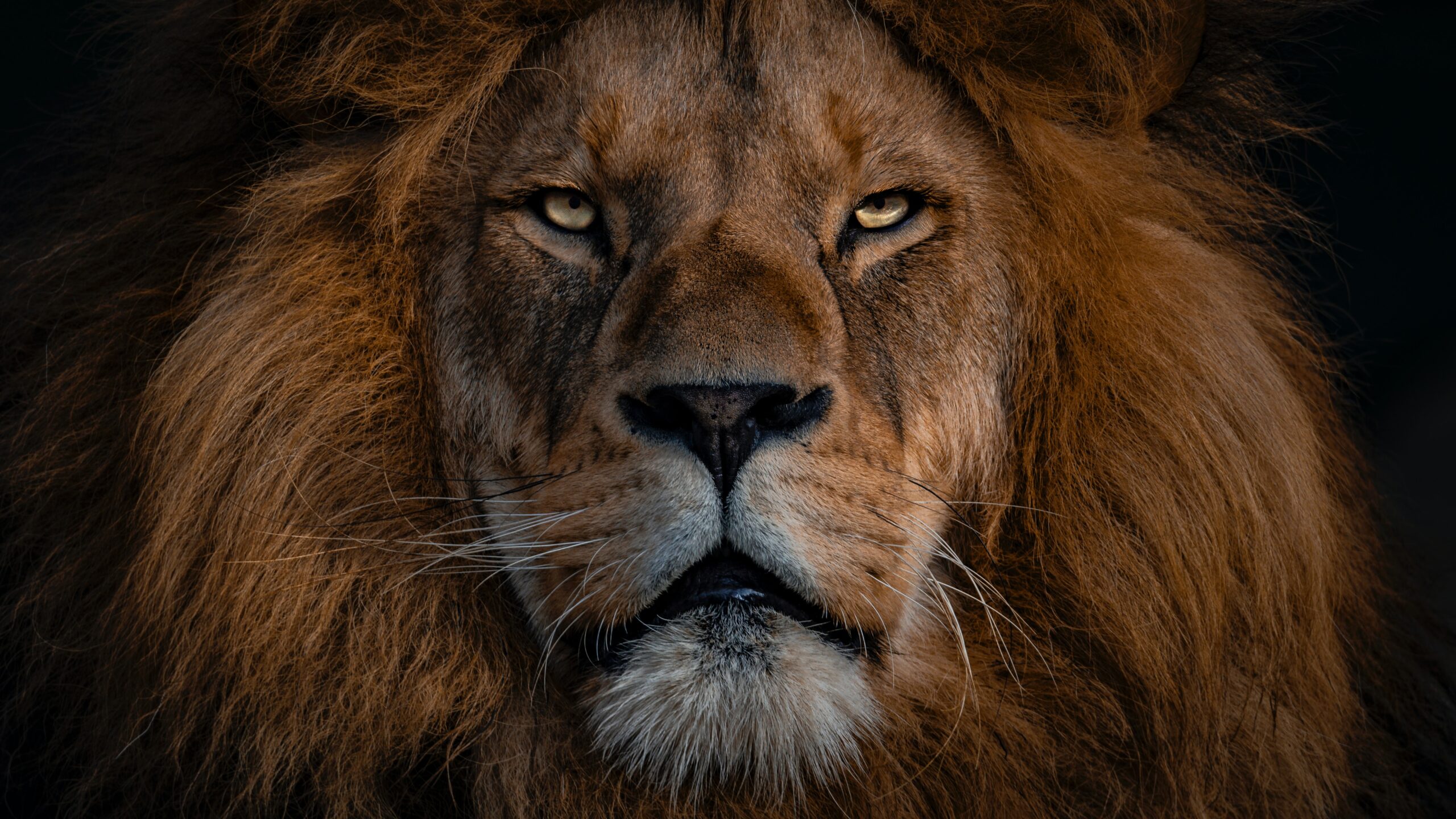 Unleashing Courage: Harnessing the Powerful Majesty of the Lion Spirit Animal