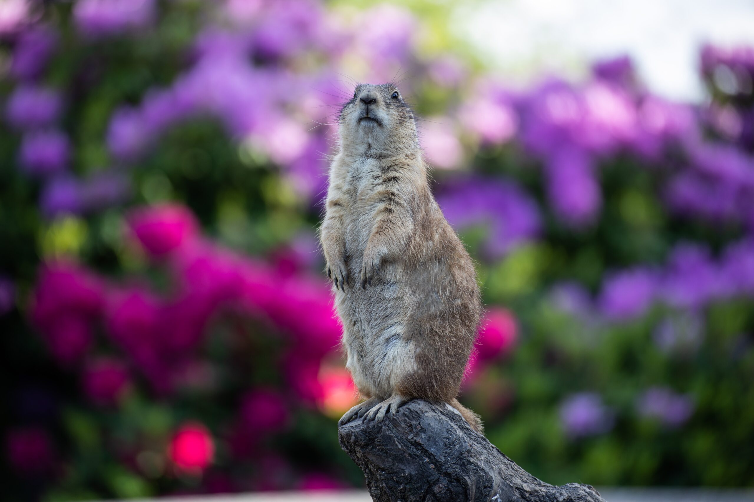 Introduction to the Groundhog Animal Spirit!