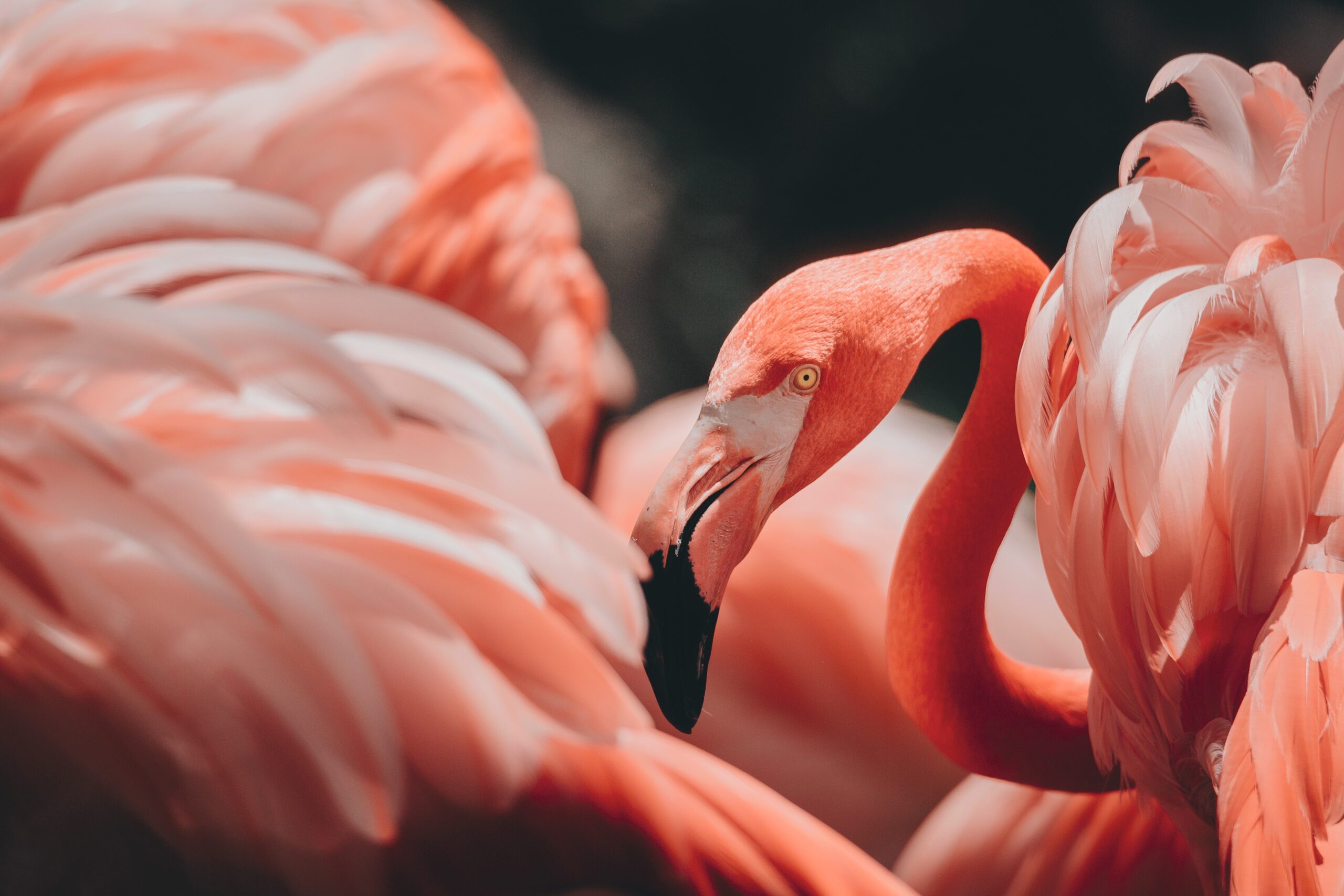 Introduction to the Flamingo Animal Spirit!