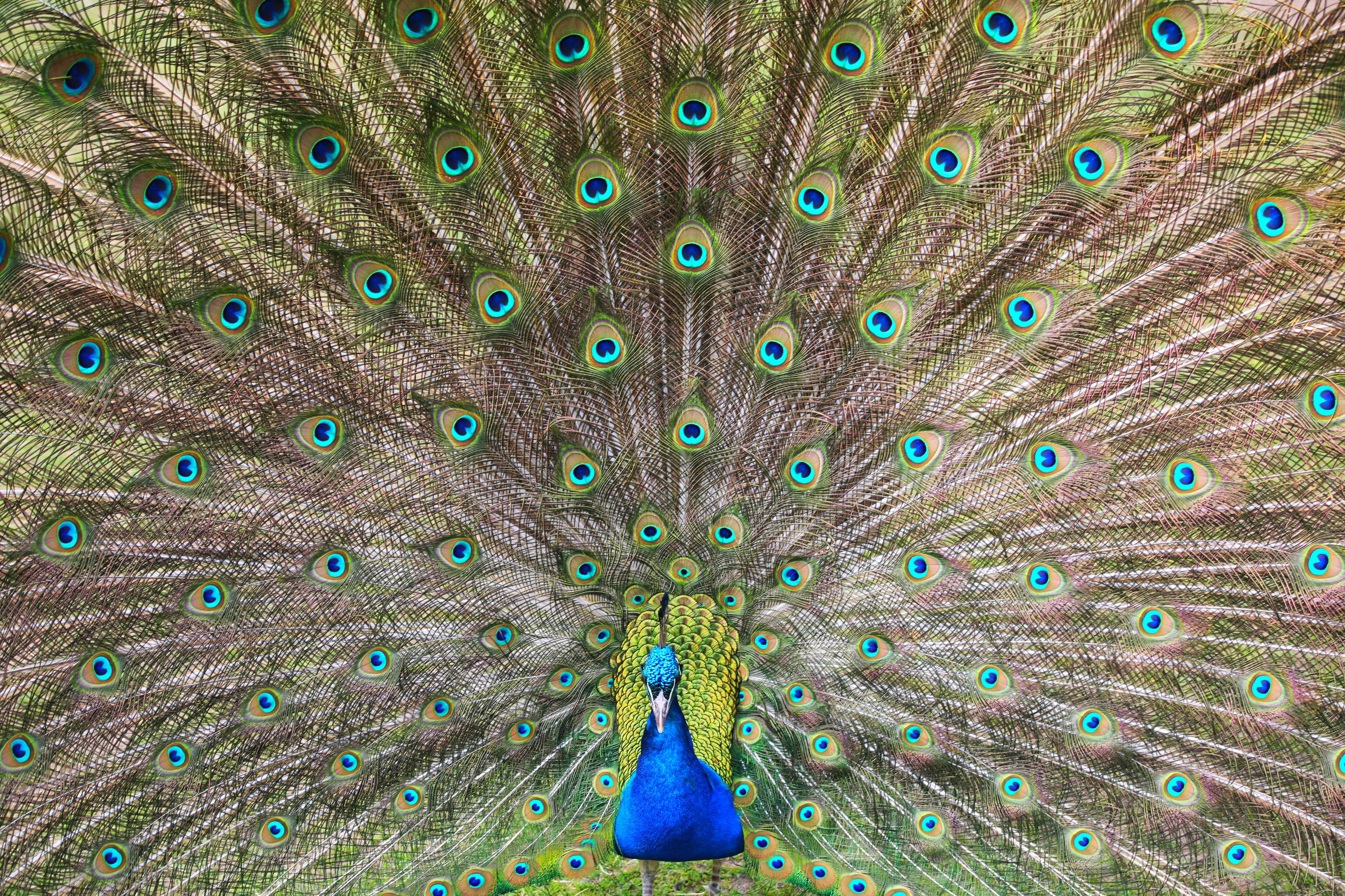 Peacock