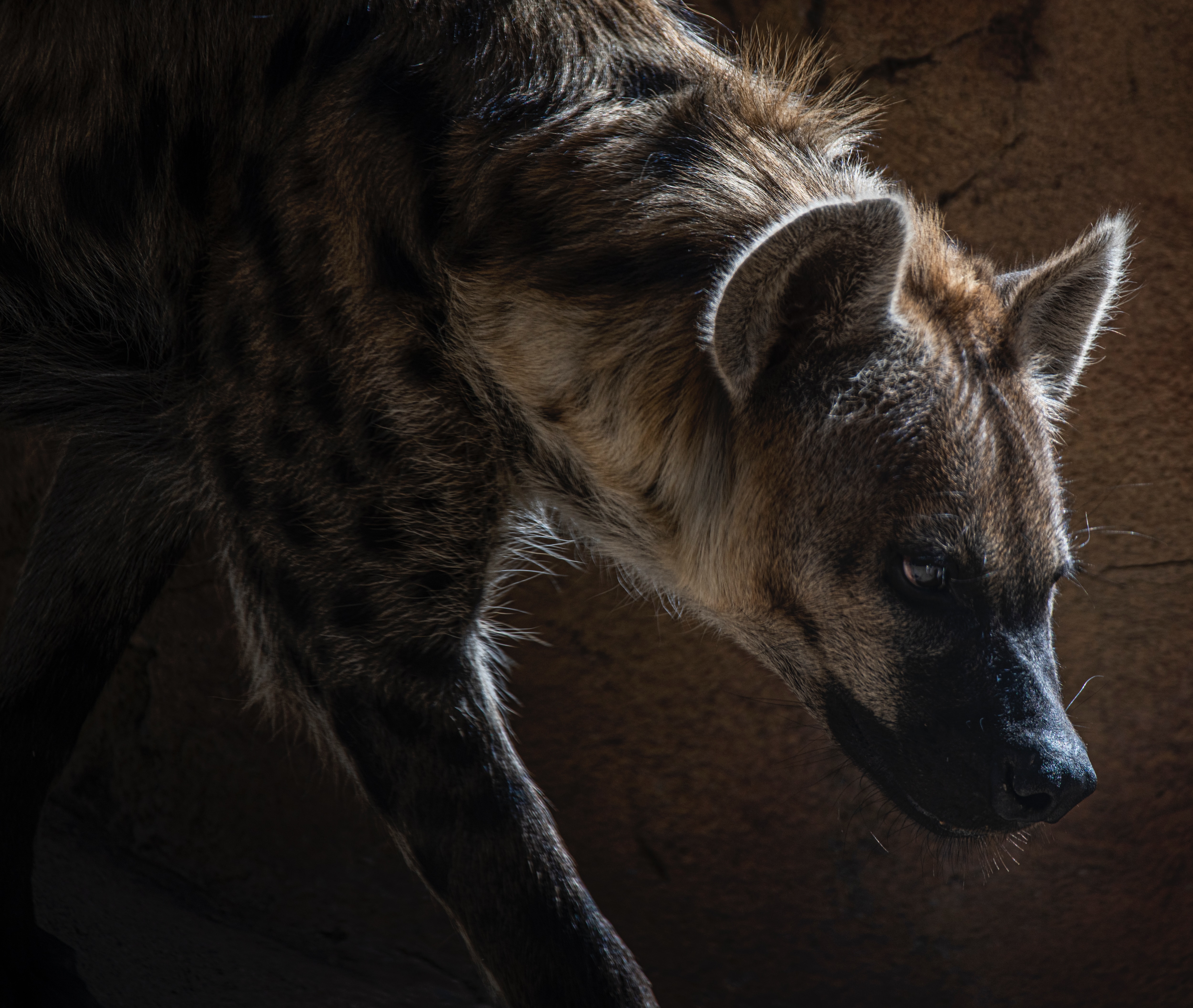 Introduction to the Hyena Animal Spirit!