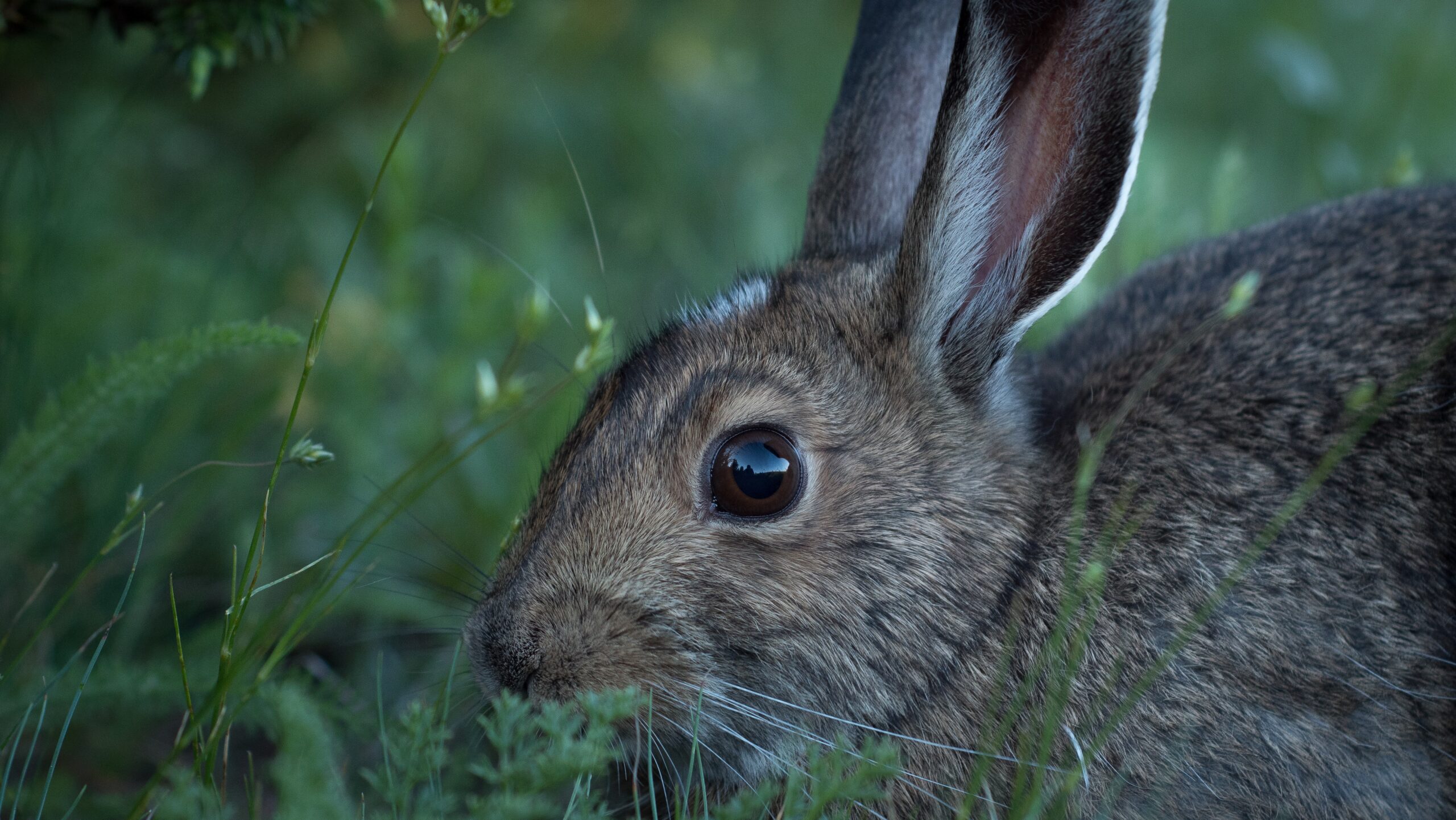 Introduction to the Bunny Animal Spirit & Symbolism!