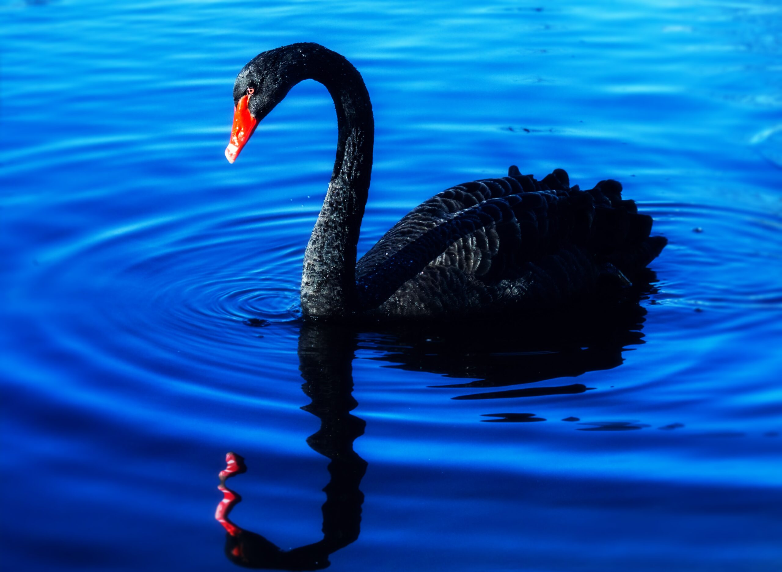 Introduction to the Black Swan Animal Spirit!