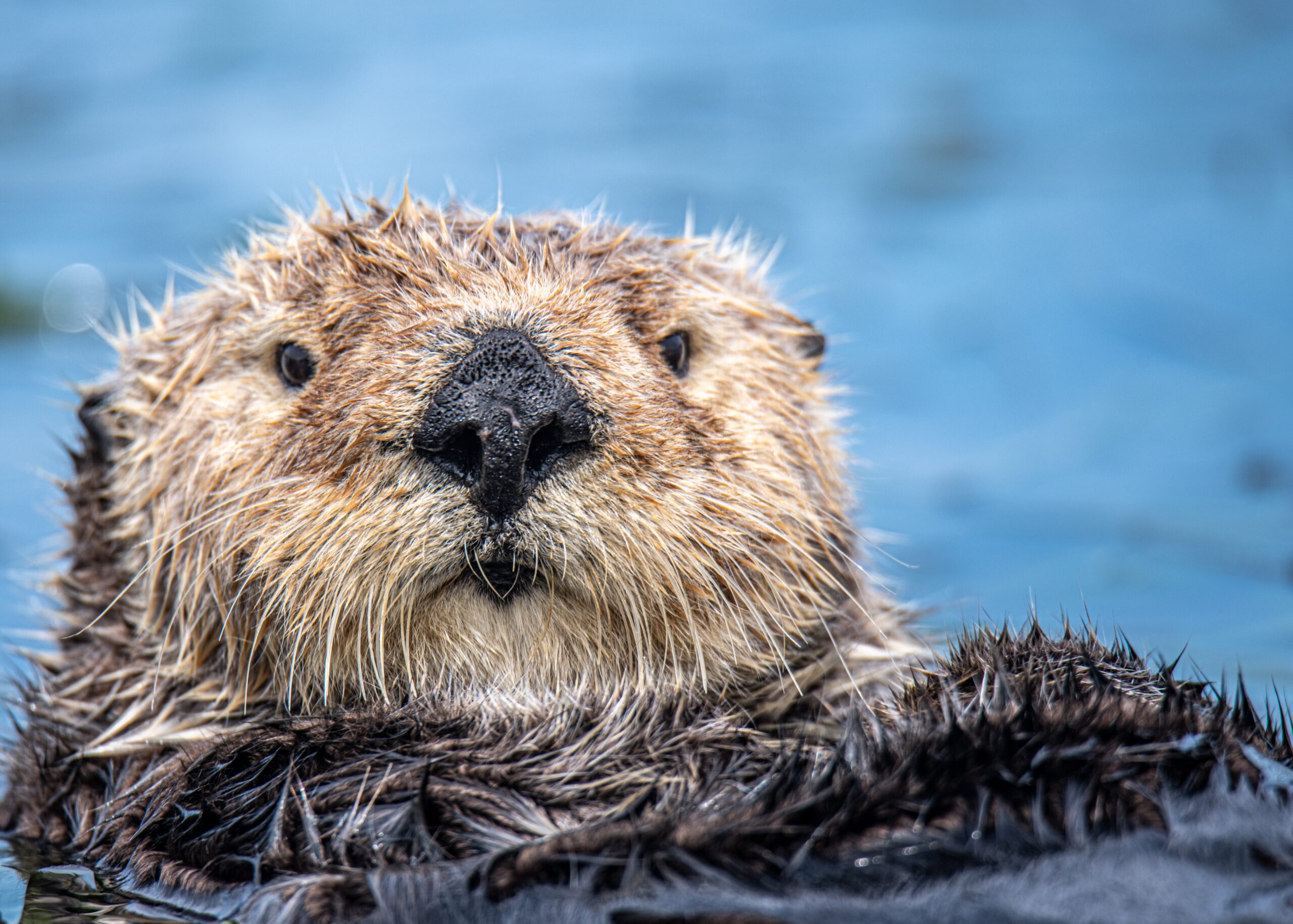 Introduction to the Beaver Animal Spirit!