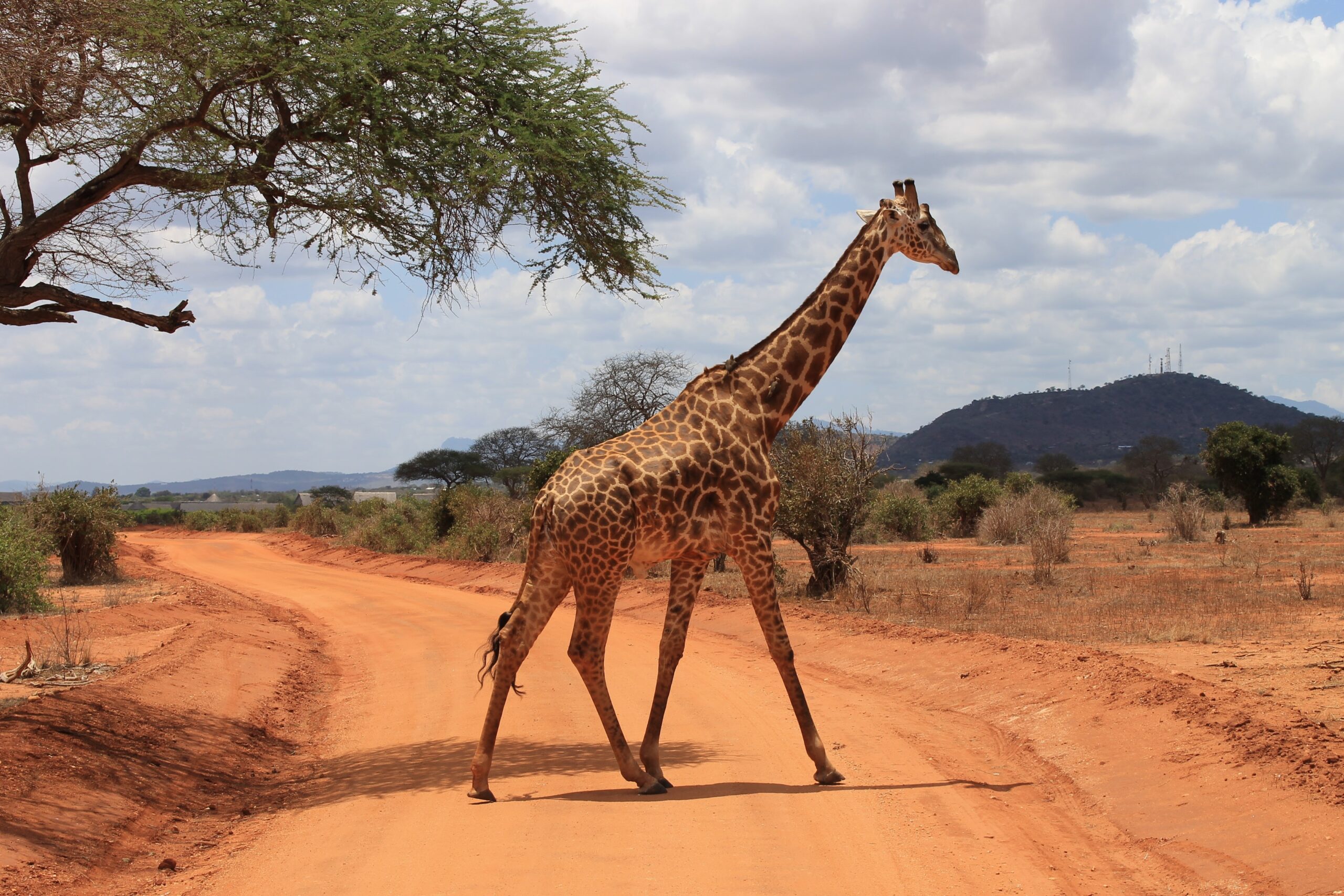 Understanding the Giraffe Spirit Animal