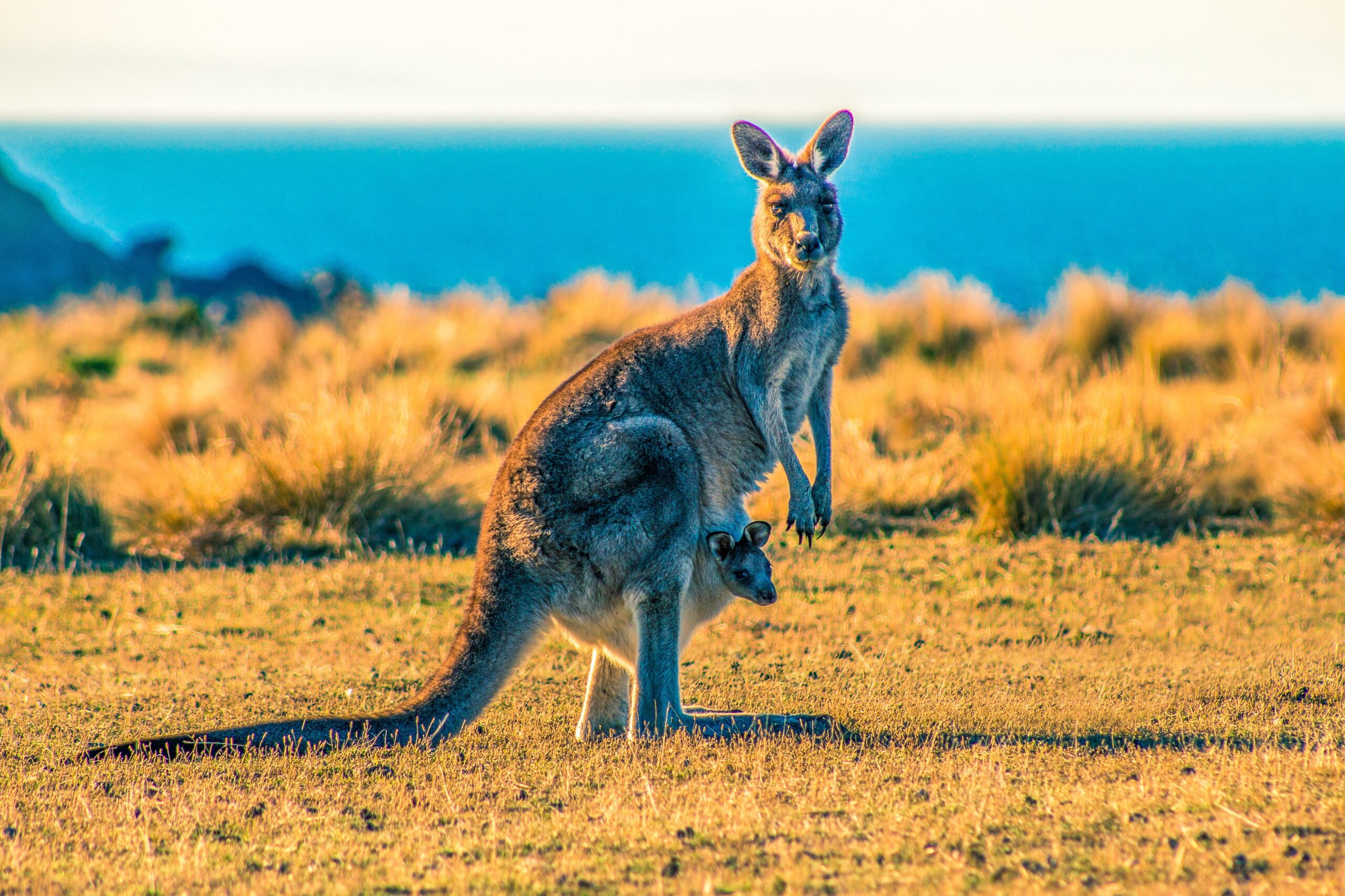 Kangaroo Spirit Animal