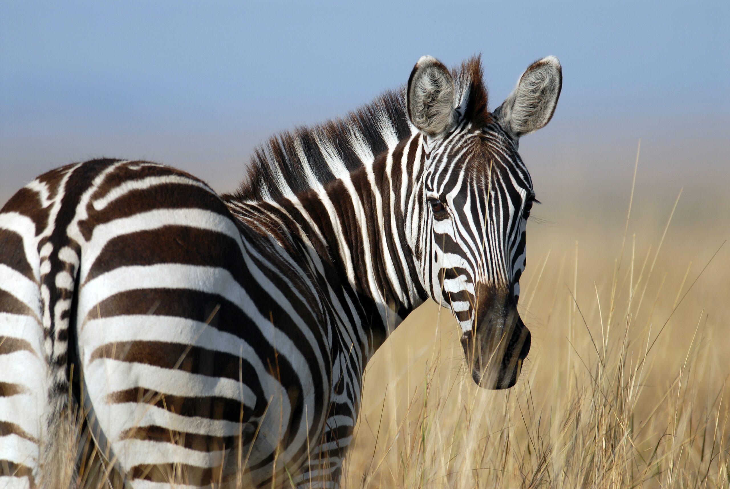 Zebra Animal Spirit